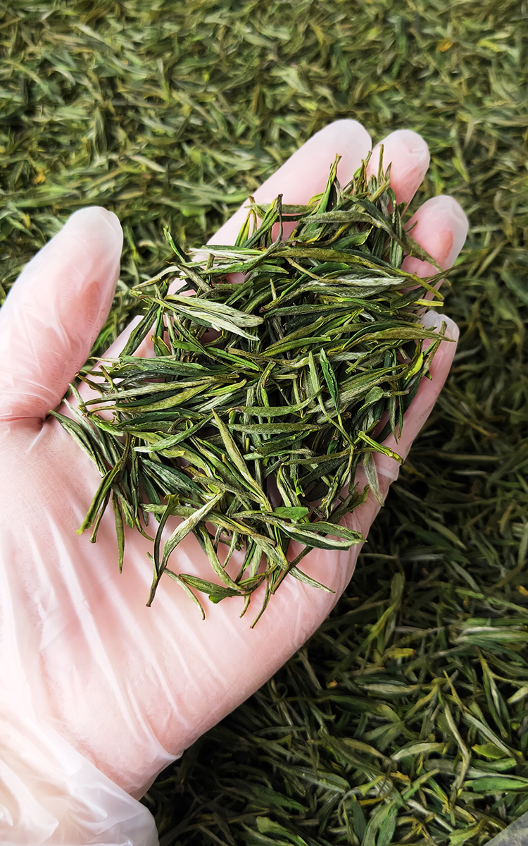 霍山黄芽2023新茶特级黄茶高山野茶正宗安徽霍山茶叶500g礼盒装详情