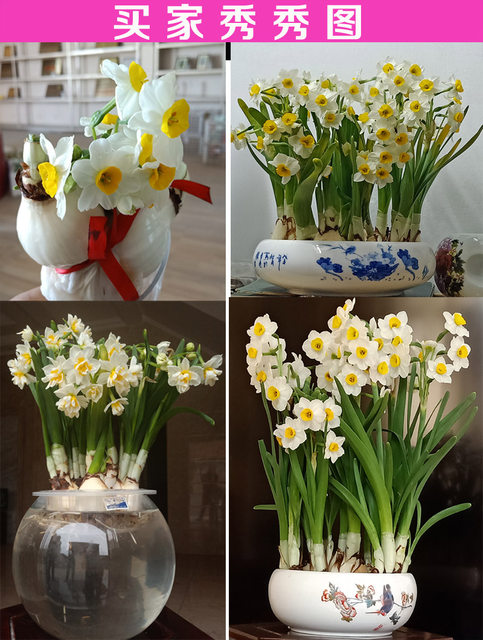 bulbs narcissus double-petal bulbs Zhangzhou ຫຼາຍດອກ narcissus ແນວພັນພາກຮຽນ spring ແລະລະດູຫນາວ indoor water culture ແກ່ນດອກໄມ້ hydroponic