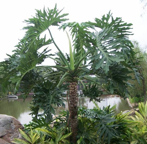 春羽 龙鳞杆 植物室内外观叶绿植小天使蔓绿绒盆栽净化空气 春雨