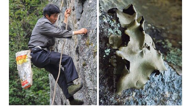 井冈山野生石耳 岩耳石衣 野生菌干货岩菇脐衣地耳石木耳2份包邮