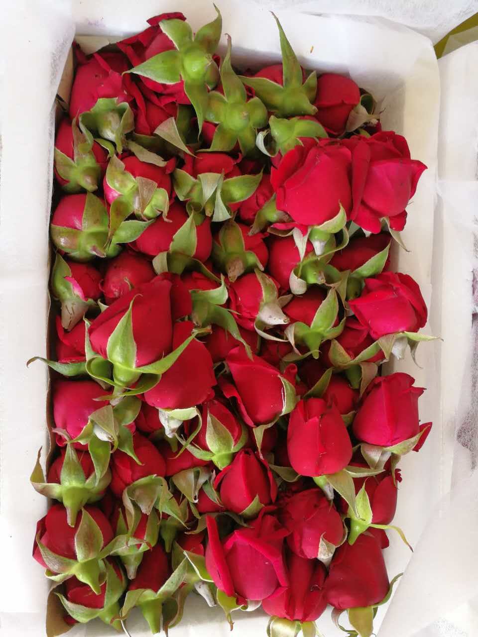 云南大宝新鲜墨红花朵现摘可食用重瓣红玫瑰花蕾花苞3斤低价包邮