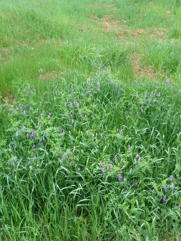 冬牧70黑麦草种子牛羊鹅冬季牧草四倍体高产型黑麦草种护坡黑麦草