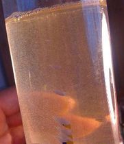 Whirlpool Water Large Grass Caterpillar Fish Fry Opening Culture Plant Living School Experiment Kimpoko Fighting Fish Zebra Fish Gold