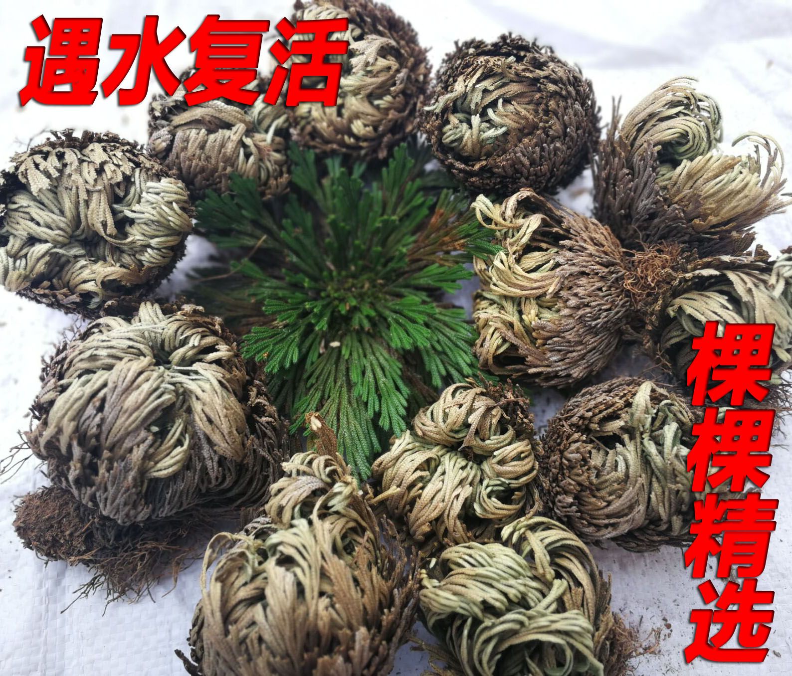 九死还魂草泡茶图片