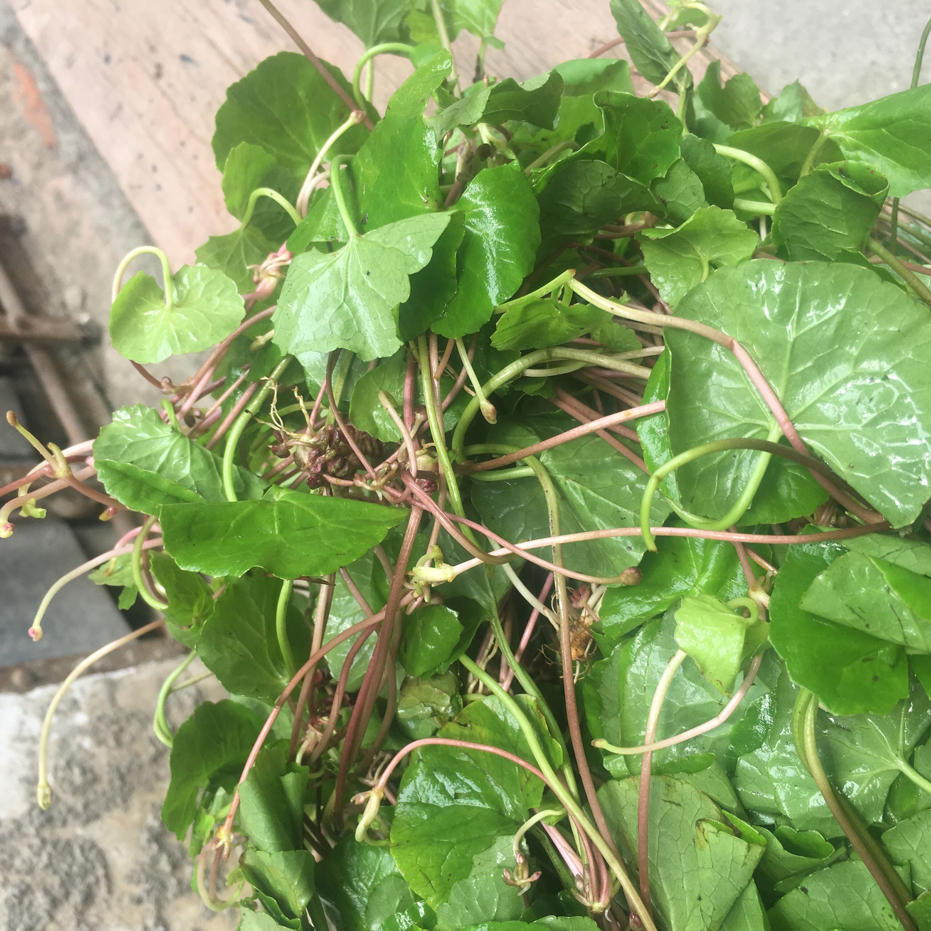 飞扬食用草功效作用方法与禁忌_飞扬草的功效与作用及食用方法_飞扬