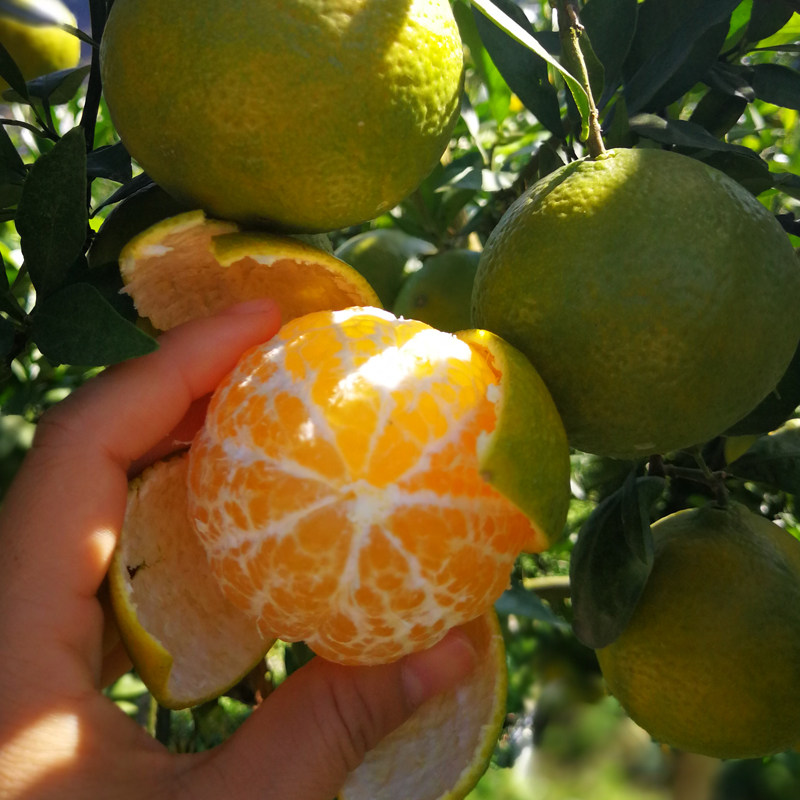 新鲜橘子水果【皇帝柑贡】