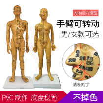 Clear lettering Chinese medicine acupuncture human Meridian acupoint model bronze teaching male and female small human model ear model feet