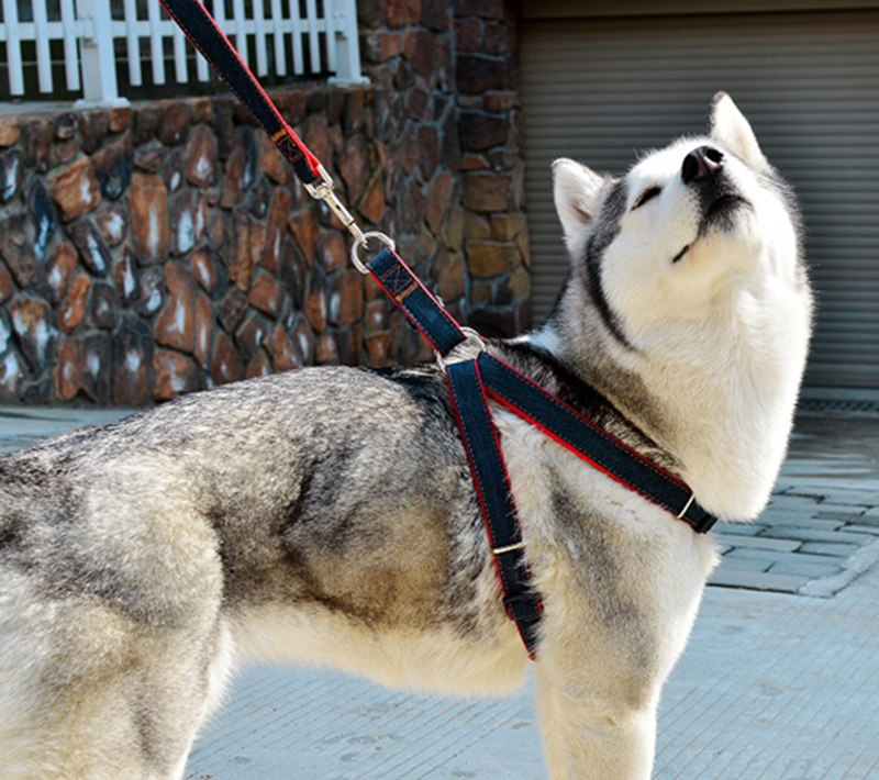 牛仔狗狗牵引绳牵引带泰迪狗绳子狗链子 小型中型犬宠物用品m