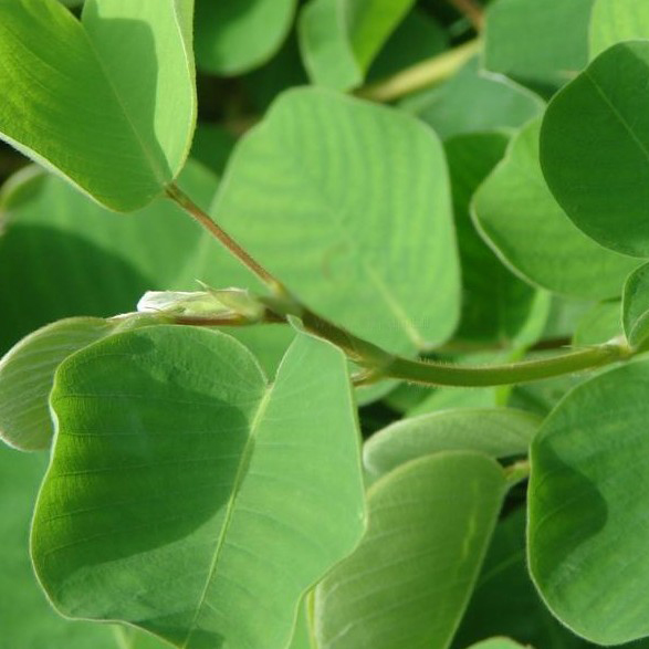 野生大叶金钱草 广西金钱草 广金钱草 优质金钱草干 整株 2件包邮