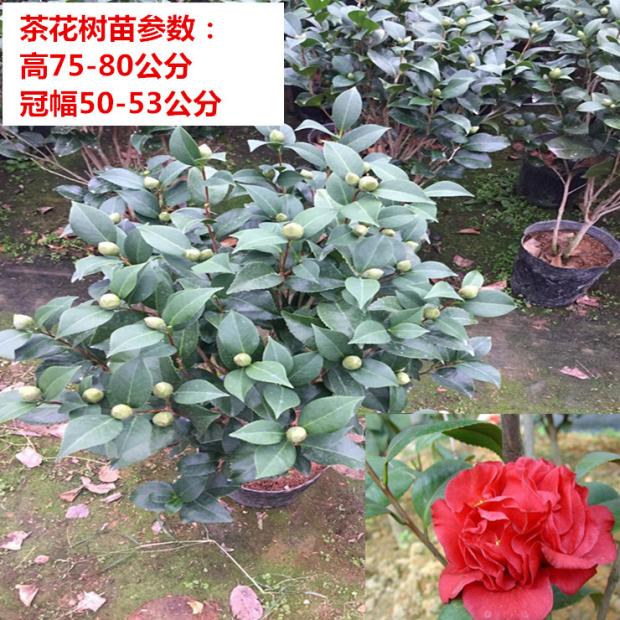 克瑞墨大牡丹茶花苗进口大红茶花带香味室内花卉绿植盆景精品包邮_7折