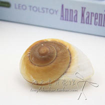 Natural bread snail hermit crab replacement shell fish aquarium tank decoration test word transportation problem