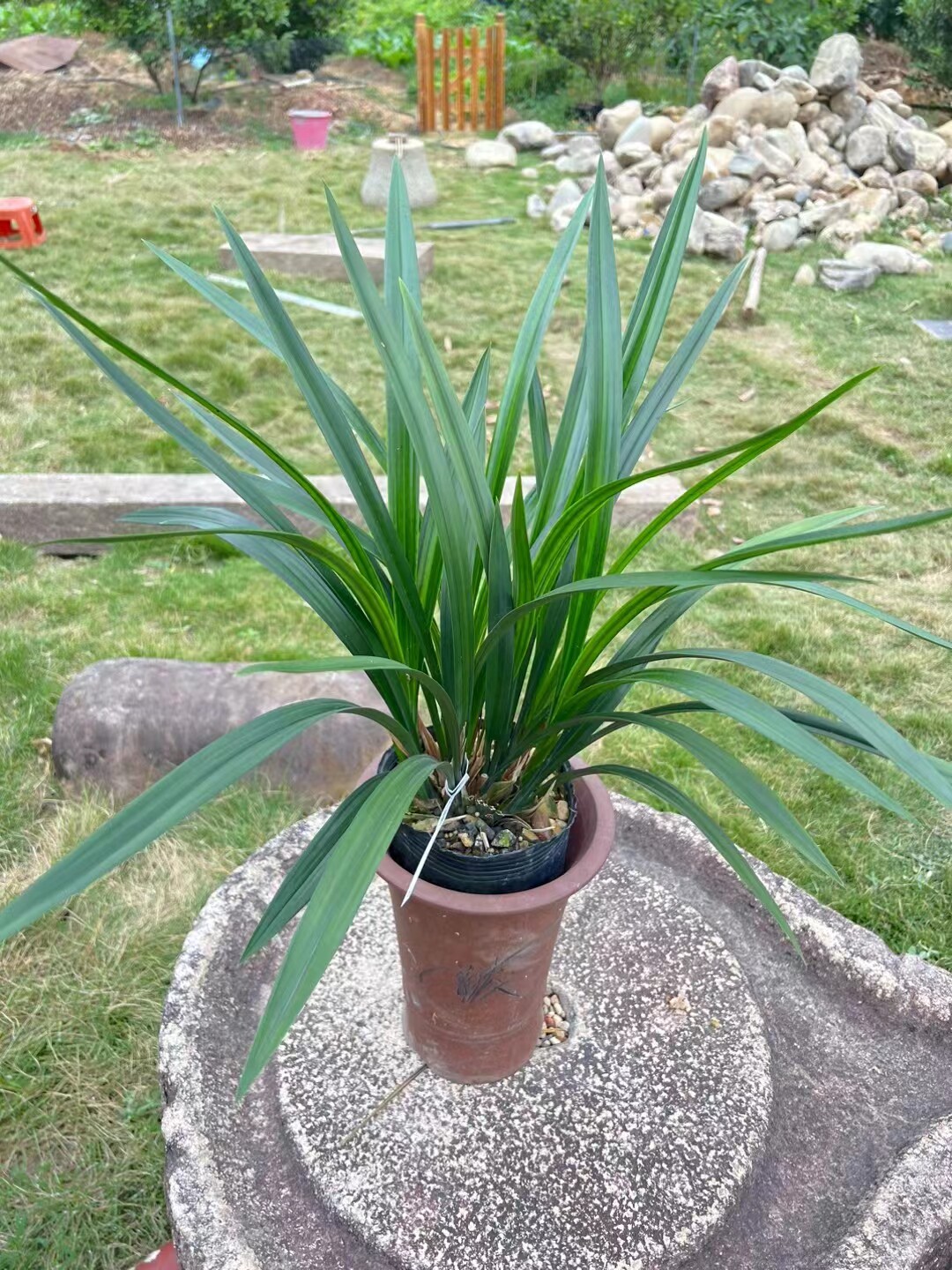 样品兰花苗墨兰传统素心铭品:吴字翠