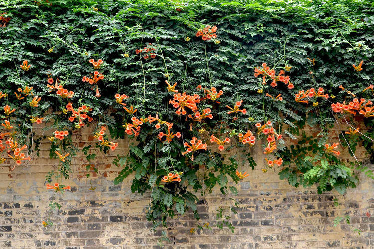 大花凌霄花苗树苗爬藤紫藤阳台屋顶盆栽花园围墙庭院攀援绿化植物