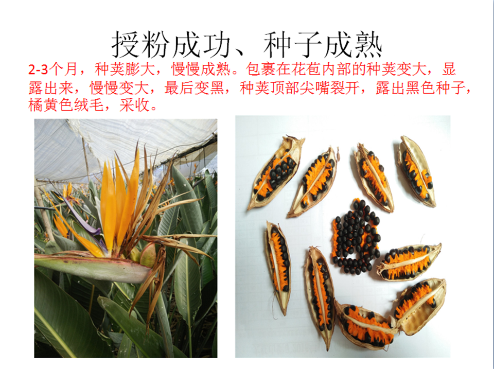 播种育苗     鹤望兰的种子可在任何季节播种,但从遗传特性来讲,种子