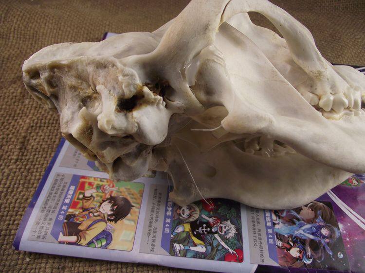 22厘米以上大 10年老藏獒头骨 标本 骨骼 狗头骨转 狗头运气 化石