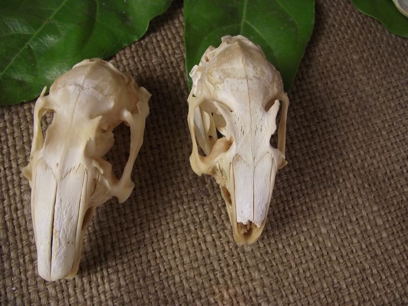 真兔子头骨标本壁饰工艺品摆件标本礼 品风水摆件装饰骷髅头化石