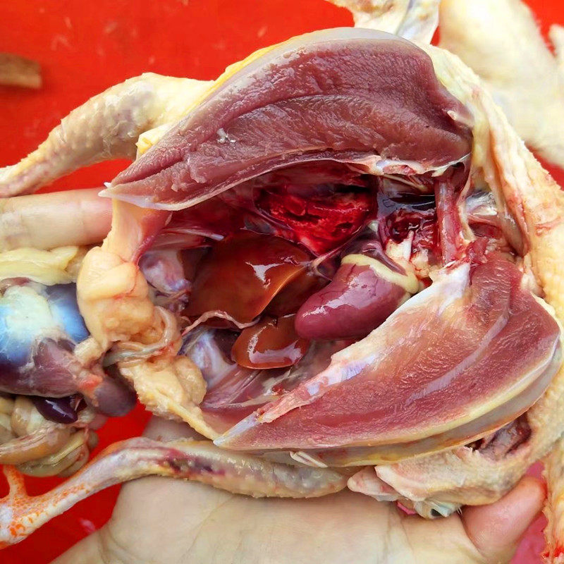 供应乳鸽子散养新鲜乳鸽子肉活乳鸽子