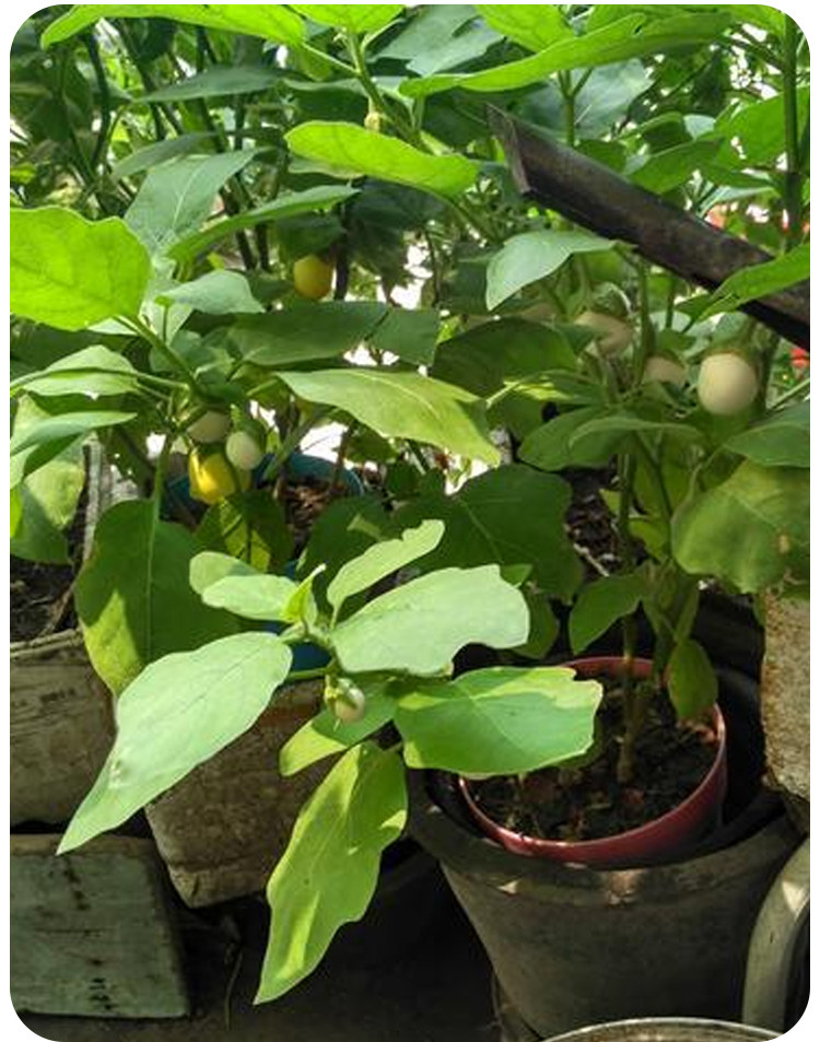 白茄子种籽圆茄种子长茄鸡蛋茄蛋茄种苗四季盆栽茄苗观赏蔬菜苗孑