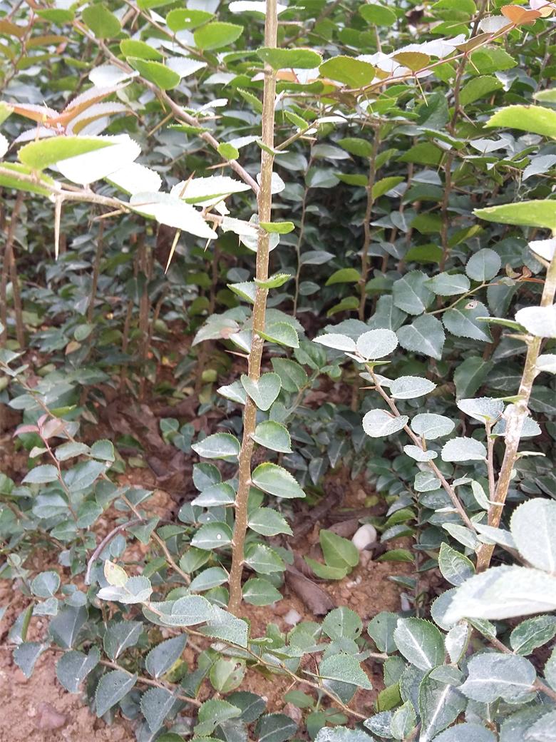 批发销售榨刺苗 榨树苗 刺冬青树苗 柞树苗 榨刺树苗