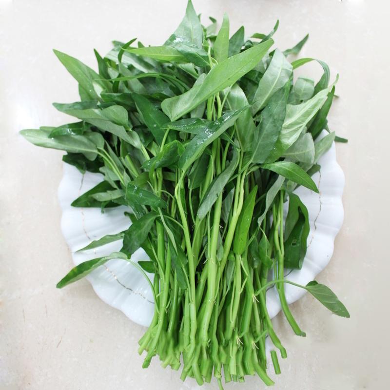 青梗柳叶空心菜种子通心菜青菜夏季四季水生盆栽蔬菜图片