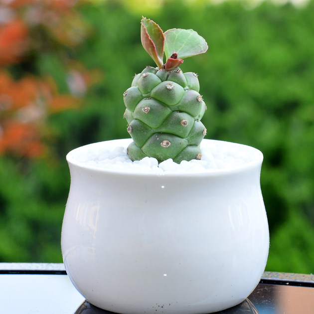 多肉植物将军阁 花卉绿植多肉小盆栽盆景净化空气植物 多肉植物_不