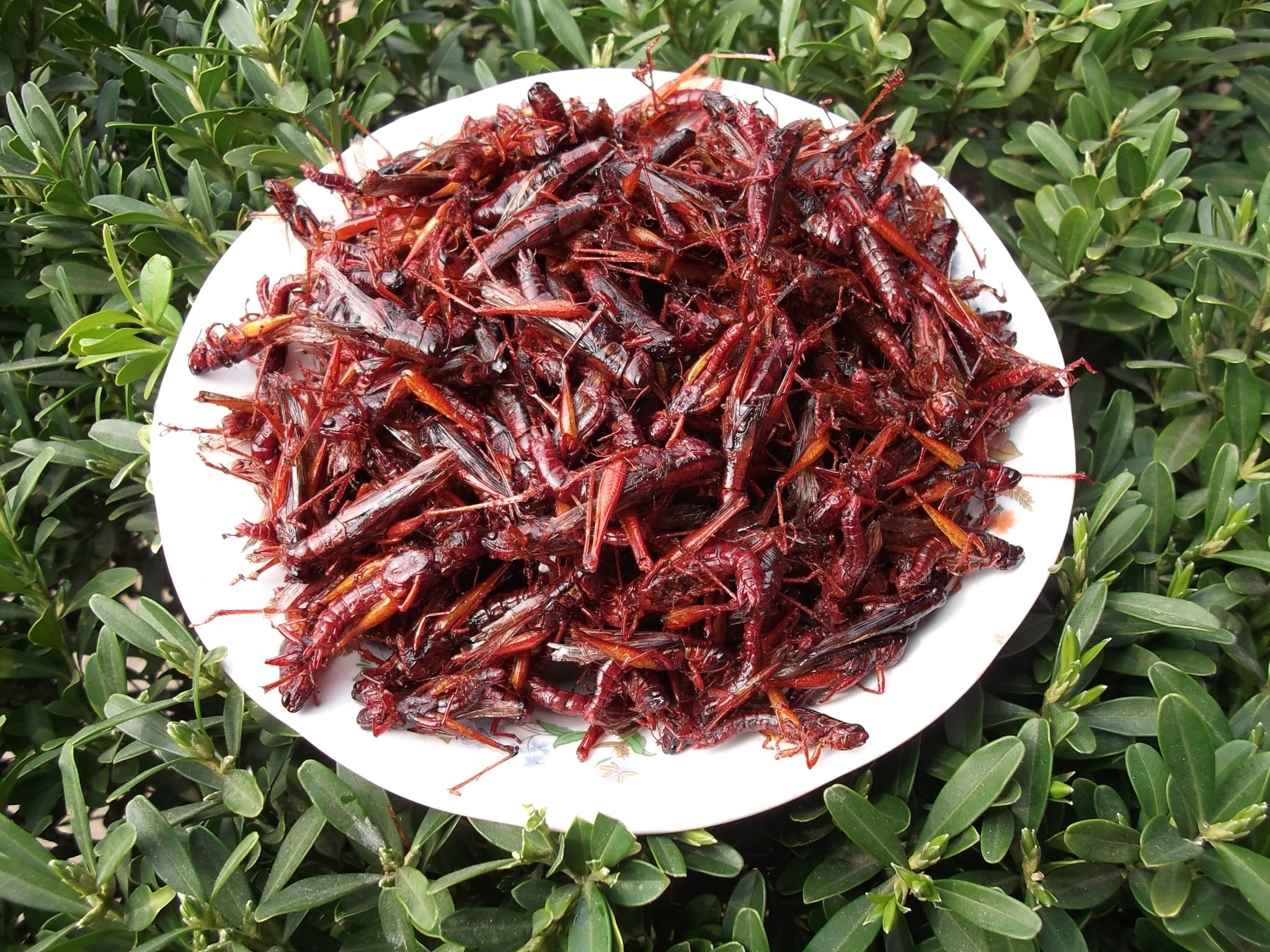 开袋即食油炸蚂蚱香酥昆虫野生蝗虫土蚂蚱沂蒙特产现炸现发下酒菜