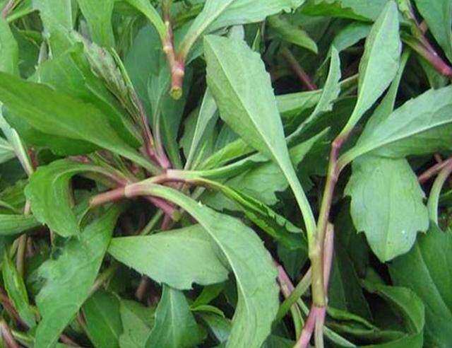 又是一年进补季,会吃好食材之马头兰篇.