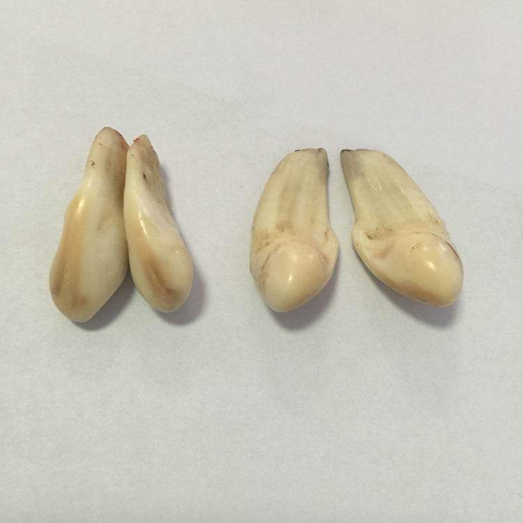 【旗鹿】文玩,鹿牙卡子,老鹿牙,原料,未经加工,2.1-2.2包邮