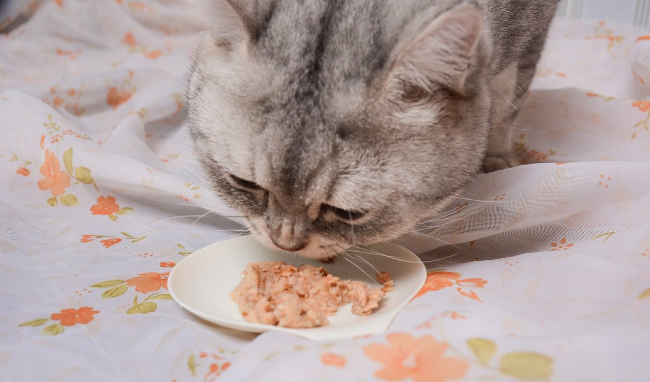 铲屎官,你家猫主子吃过猫零食猫布丁吗?