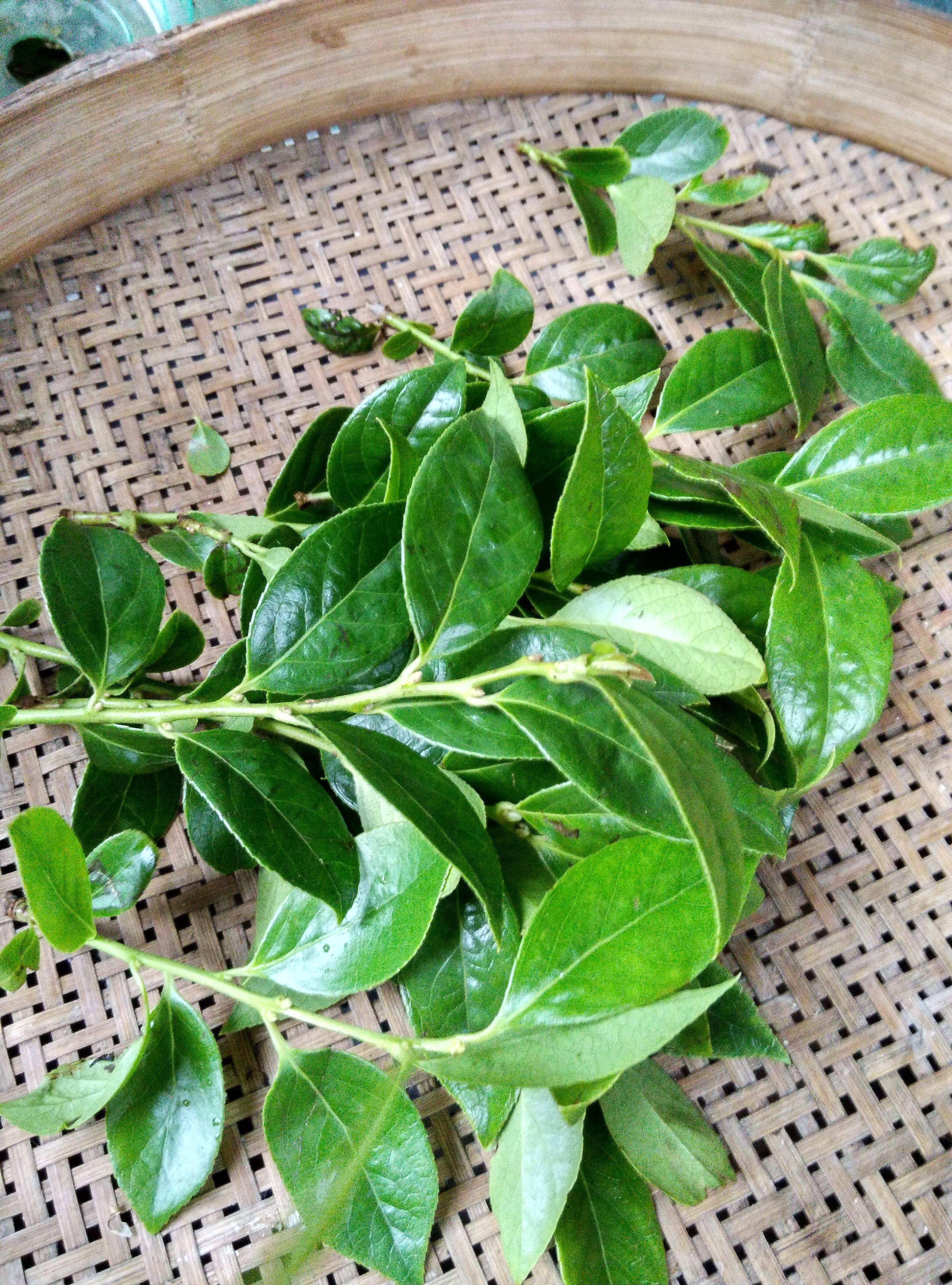 [新鲜南烛叶纯野生深山采摘乌饭树叶草黑官膳黑饭草拍3包邮] 本店的南