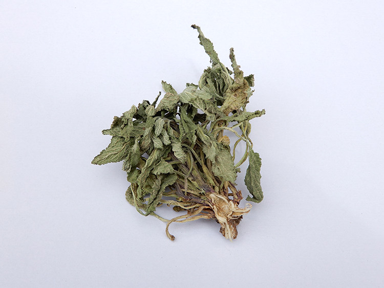 野生整棵荔枝草 全草带根新鲜晒干蛤蟆草 嫩草 半斤包邮癞蛤蟆草