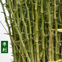 Hedge fence wall plants with Thorn yard Shandong medlar orange seedlings grafted rootstock orange aurantium seedlings