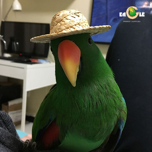 鹦鹉头饰 小草帽 eagle 鹦鹉用品