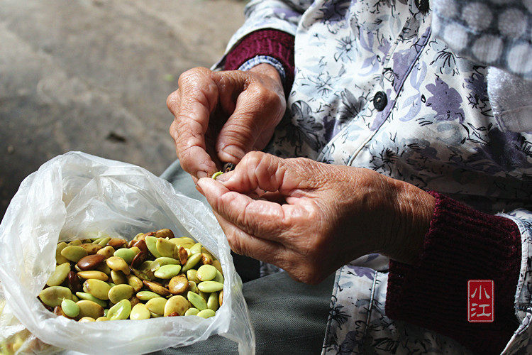 小江天然无硫小双荚皂角米云南梁河单片雪莲子100g