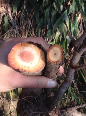 野生猕猴桃根，雄洋桃根雄杨桃根藤梨根。25元一斤全国包邮