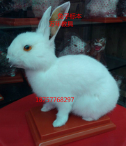 Animal specimen handicraft teaching specimen white rabbit specimen kindergarten teaching aid specimen real rabbit specimen