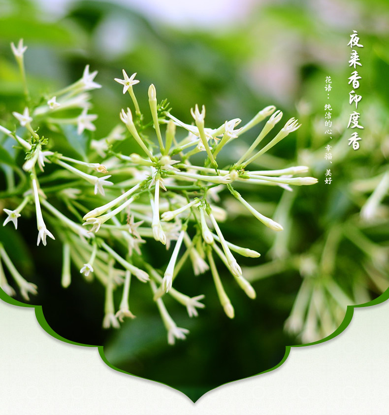 raj印度香 夜来香nightqueen 正品原装进口手工香薰熏香线香104