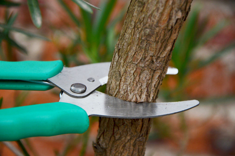 园艺剪刀环割剪刀环切刀葡萄果树环剥剪环枝剪环剥刀环形剪环割刀