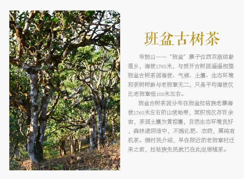 书剑2017年 论剑 班盆古树 纯料茶山篇 早春普洱茶 生茶 357g