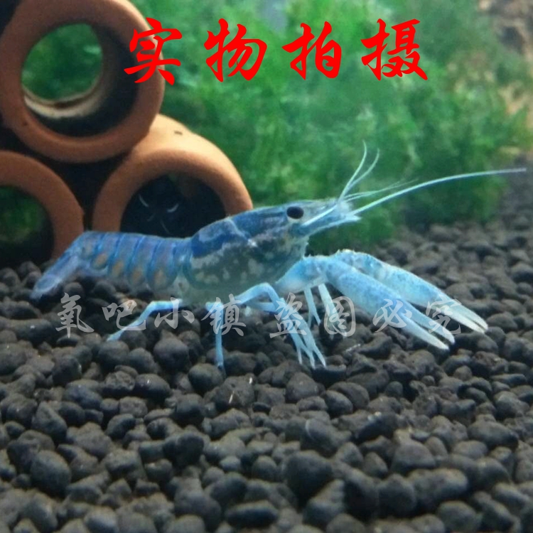 蓝龙纹鳌虾观赏虾活体淡水冷水大理石纹单性/单体繁殖