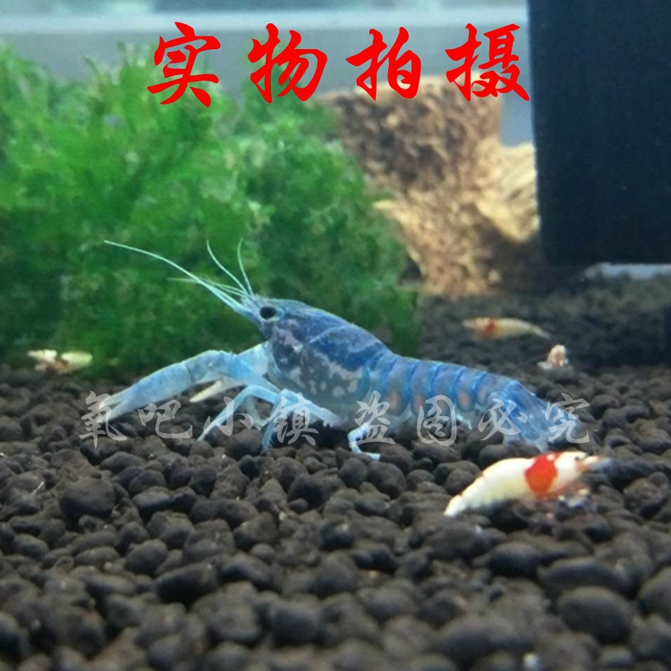 蓝龙纹鳌虾观赏虾活体淡水冷水大理石纹单性/单体繁殖
