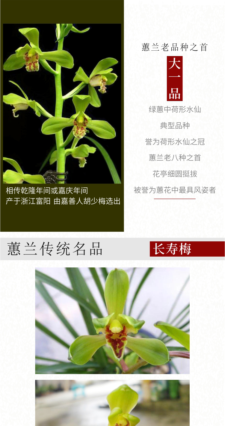 轩雅兰苑 大一品蕙兰不带花苞盆栽植物好养室内兰花四季兰长寿梅_5折