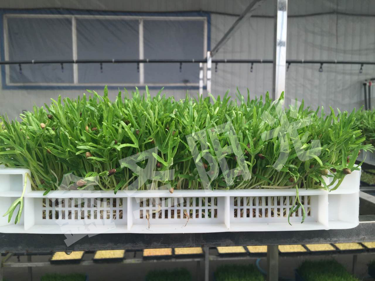 鑫圣阳光种子发芽机芽苗菜催芽机厂家水稻发芽机