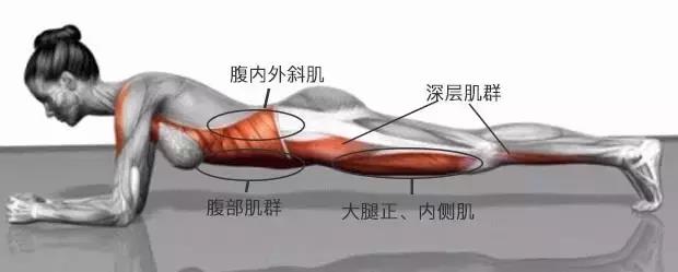 它在诸多健身锻炼的动作中效果最为突出 通过强化腹横肌,腹斜肌,腹直