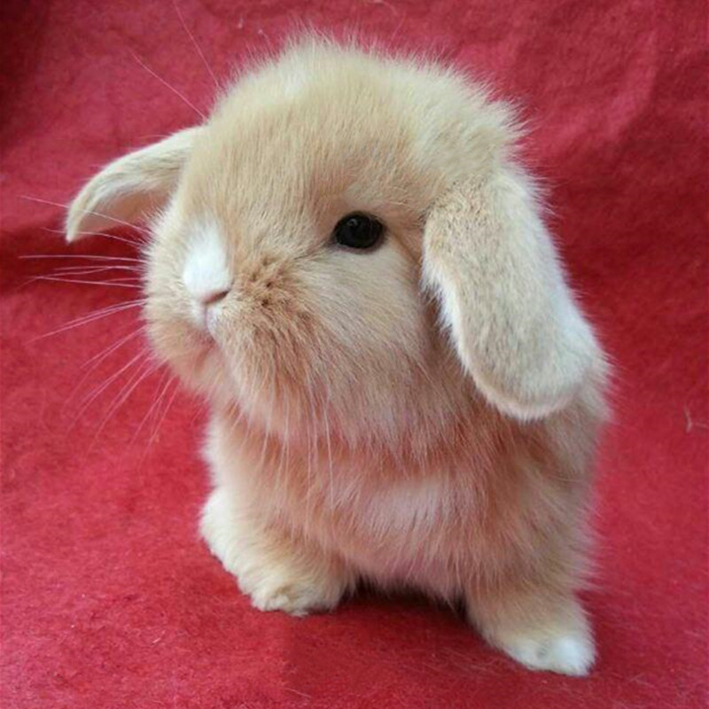 垂耳兔活体 网红迷你道奇荷兰纯种折耳兔宿舍宠物兔 垂耳兔子活物