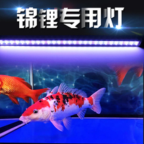 Three primary color led fish tank light waterproof color and brightening aquarium lighting Koi Lanshou special lamp for diving