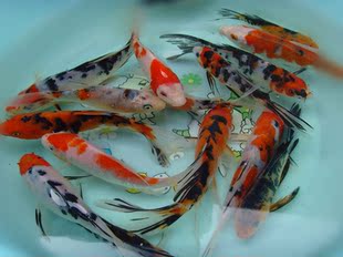 冷水观赏鱼|包邮小型热带鱼观赏鱼灯科鱼鱼群游鱼活体鱼红斑马鱼蓝斑马冷水鱼