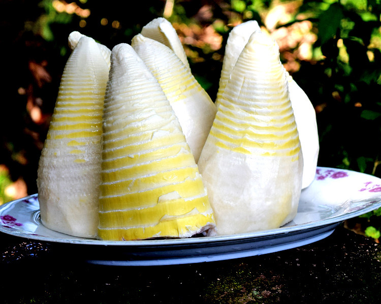 2021四川大冬笋新鲜5斤装野生新嫩竹笋水煮笋春笋清水楠竹笋袋装