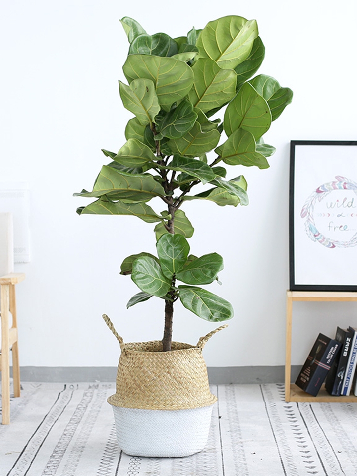 仟伊园艺 琴叶榕盆栽阳台大型大叶绿植