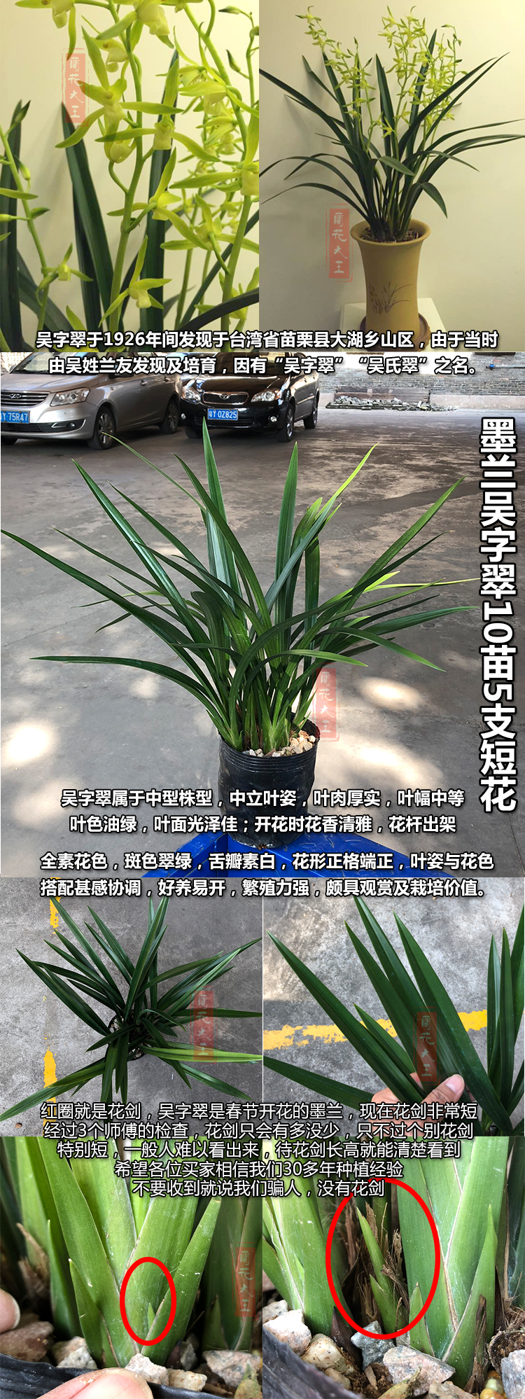 兰花苗墨兰春兰蕙兰细叶花苞绿植盆栽带原盆正品 兰花